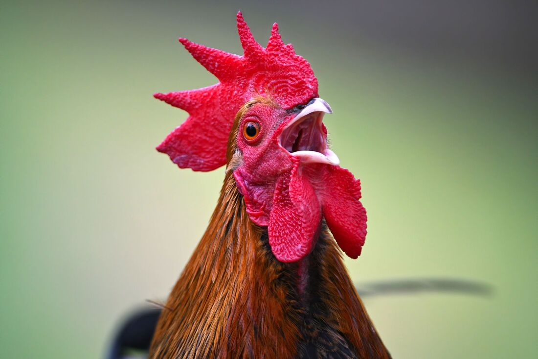 A Crowing Rooster The Remarkable Blog 